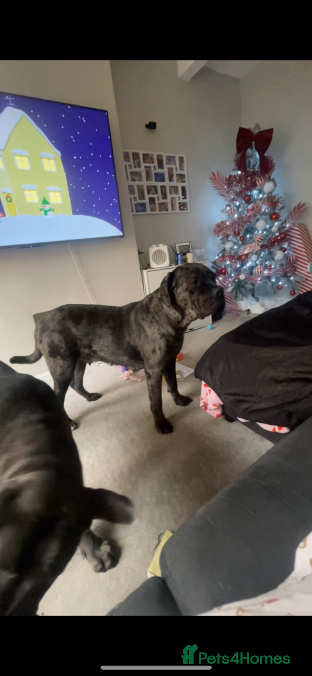 Cane Corso dogs for sale: Harlequin cane corso x pedigree cane corso puppies - Advert 1