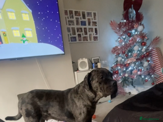 Cane Corso dogs Harlequin cane corso x pedigree cane corso puppies - Advert 3