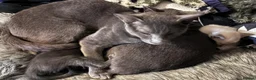 Oriental cats for sale: 6 happy, playful and lovable kittens. in Liverpool - Advert 14