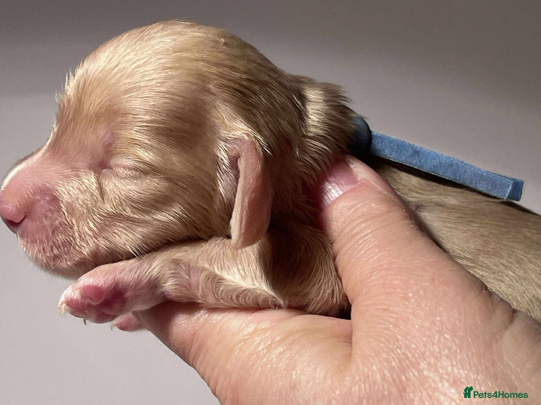 Miniature Dachshund dogs for sale: 5*Licensed+CREAMLONGHAIR+KCreg+PRACLEAR+Vetchecked - Advert 16