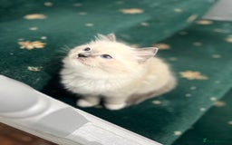 Ragdoll cats for sale: Chocolate bio Ragdoll - Image 5