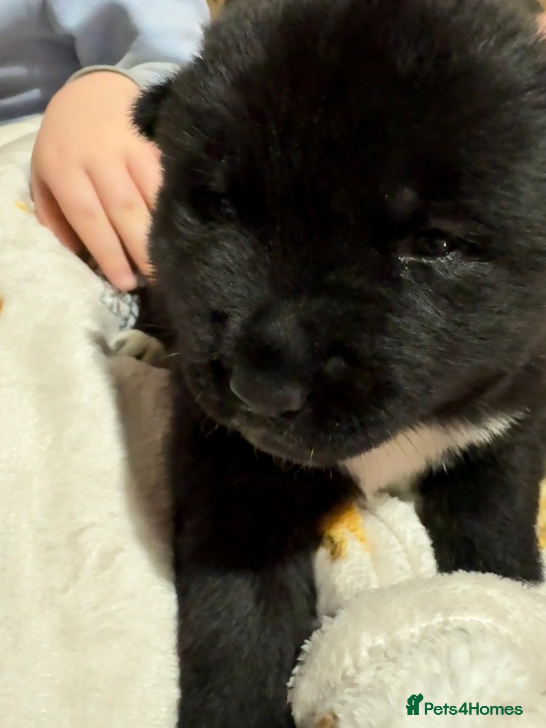 Akita dogs for sale: Big bear head full American Akitas  - Advert 11