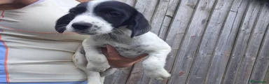 Mixed Breed 1