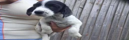 Mixed Breed dogs for sale: Jack Russell cross cocker spainel - Advert 3
