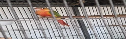 Conures birds for sale: Baby Conures  - Advert 8