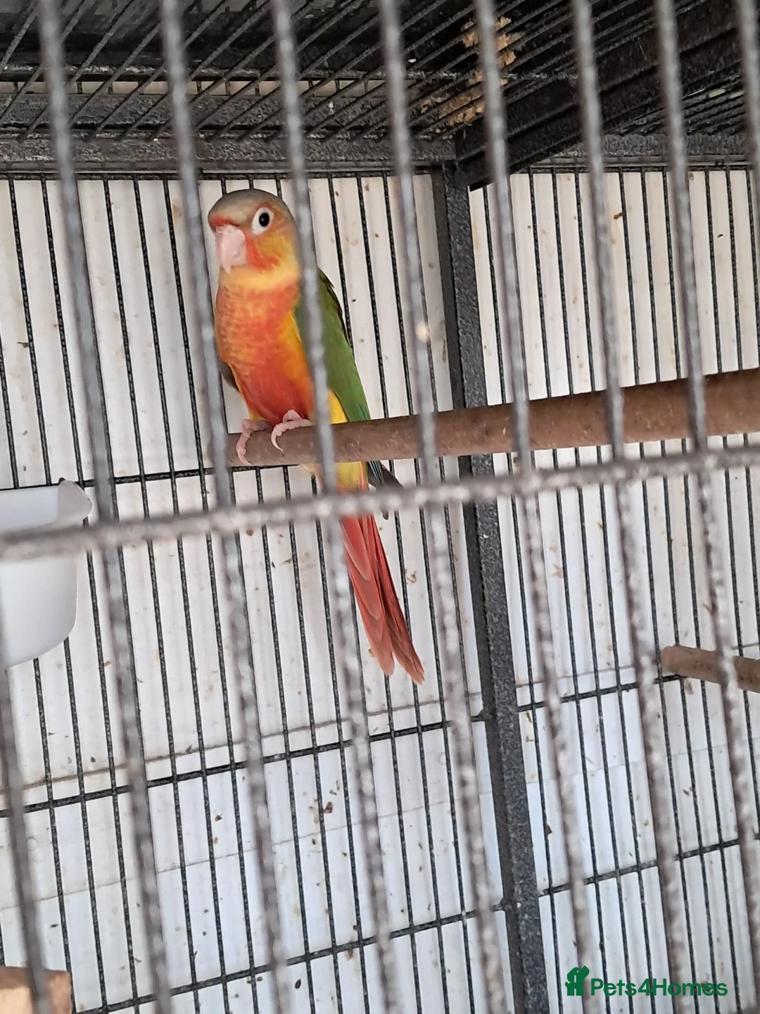Conures birds for sale: Baby Conures  - Advert 8