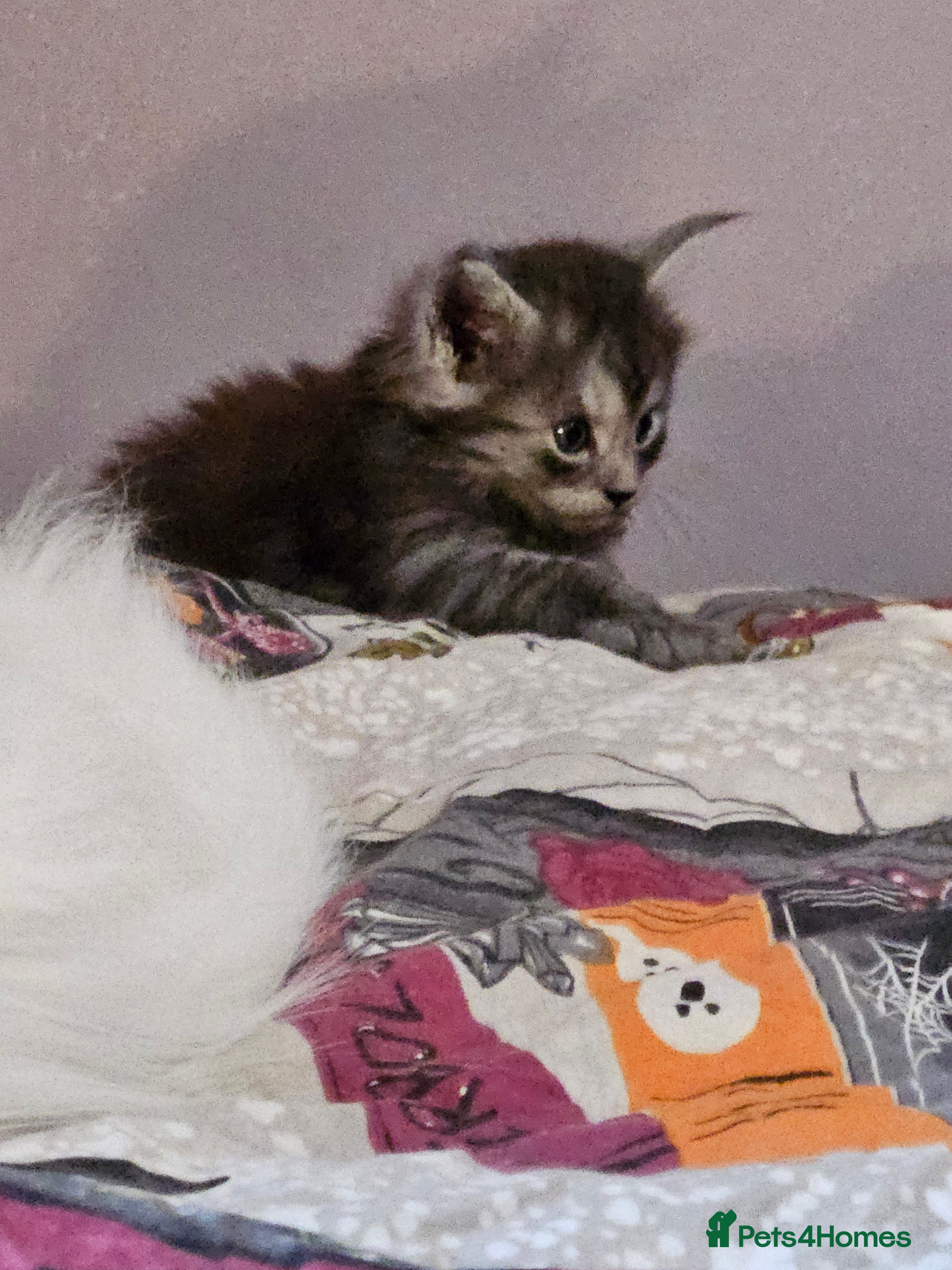 Maine Coon cats GCCF registered Blue  Maine coon litter  - Advert 2