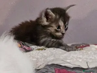 Maine Coon cats GCCF registered Blue Maine coon litter - Advert 2