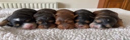 Cockapoo dogs for stud: Experienced & Dna tested F1 Sable Cockapoo Stud in Cannock - Advert 24
