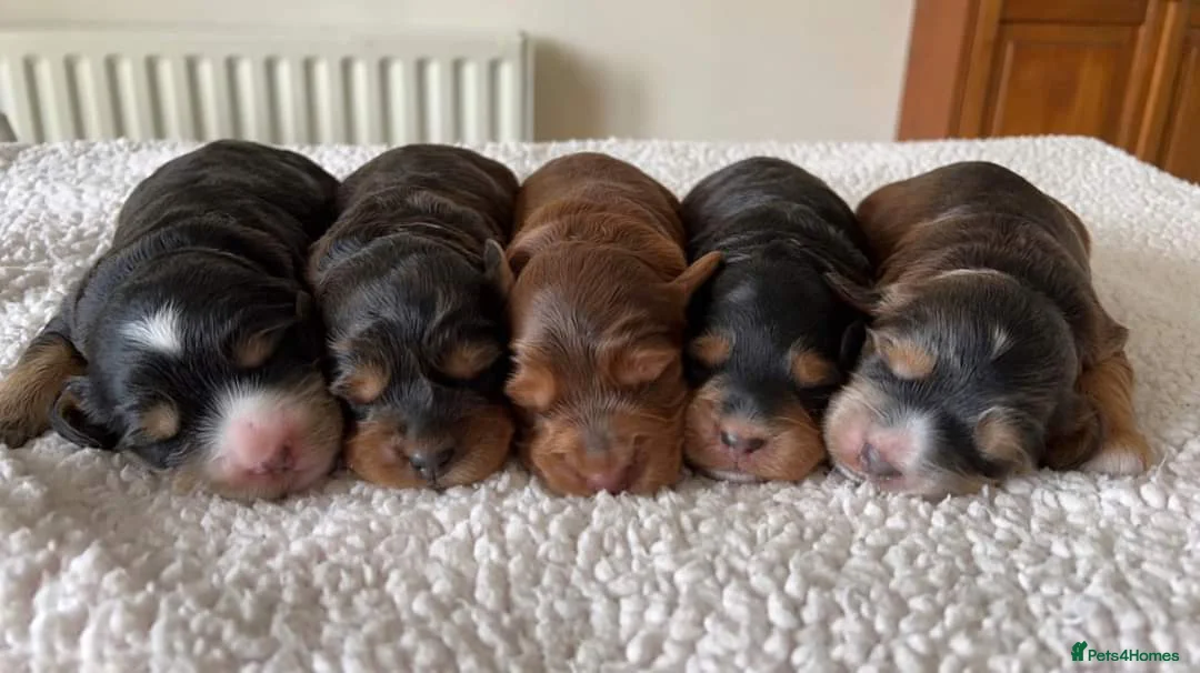 Cockapoo dogs for stud: Experienced & Dna tested F1 Sable Cockapoo Stud in Cannock - Advert 24