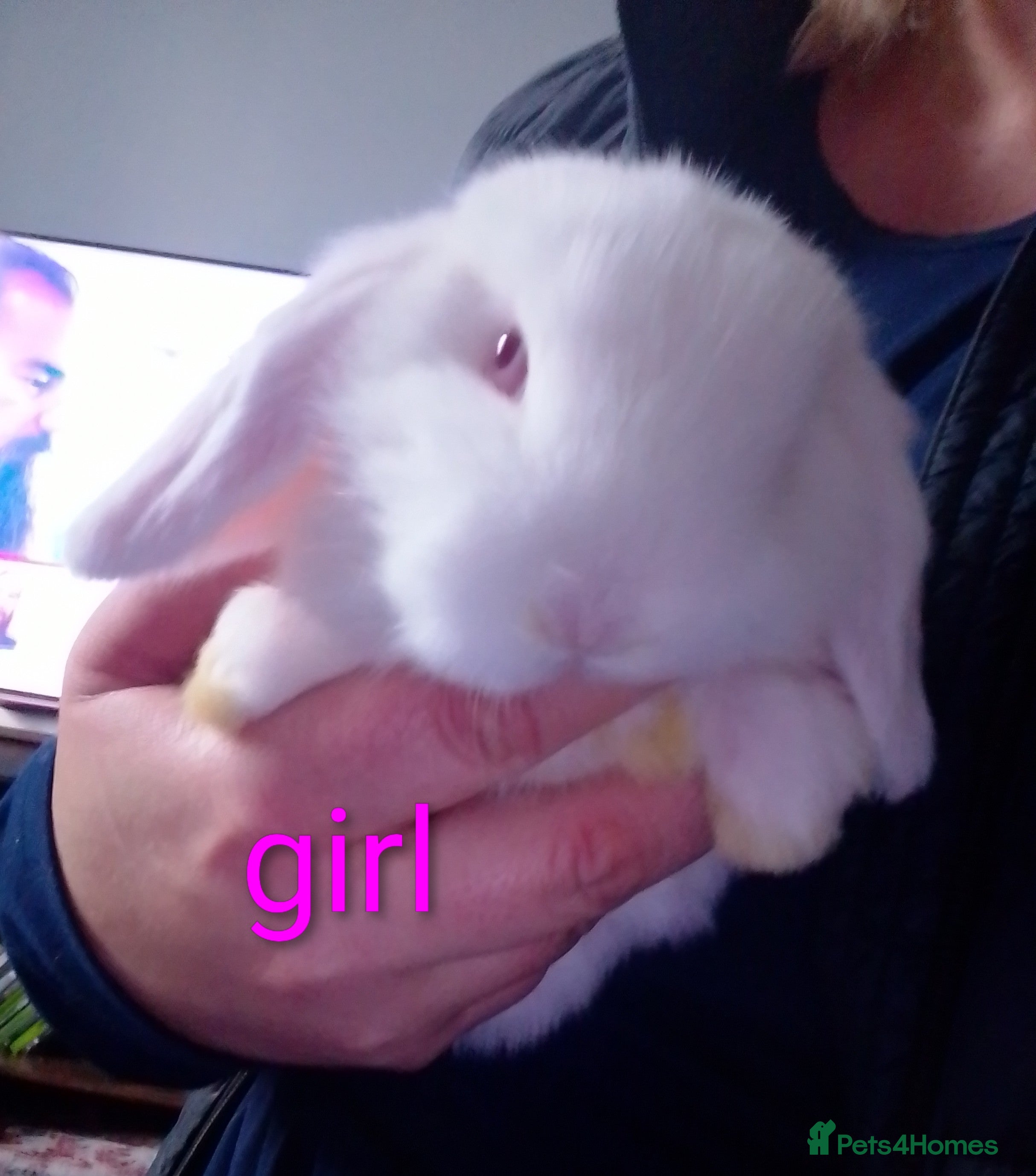 Mini Lop rabbits Last 2 Mini Lops ready to leave  - Advert 12