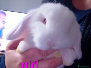 Mini Lop rabbits Last 2 Mini Lops ready to leave - Advert 12