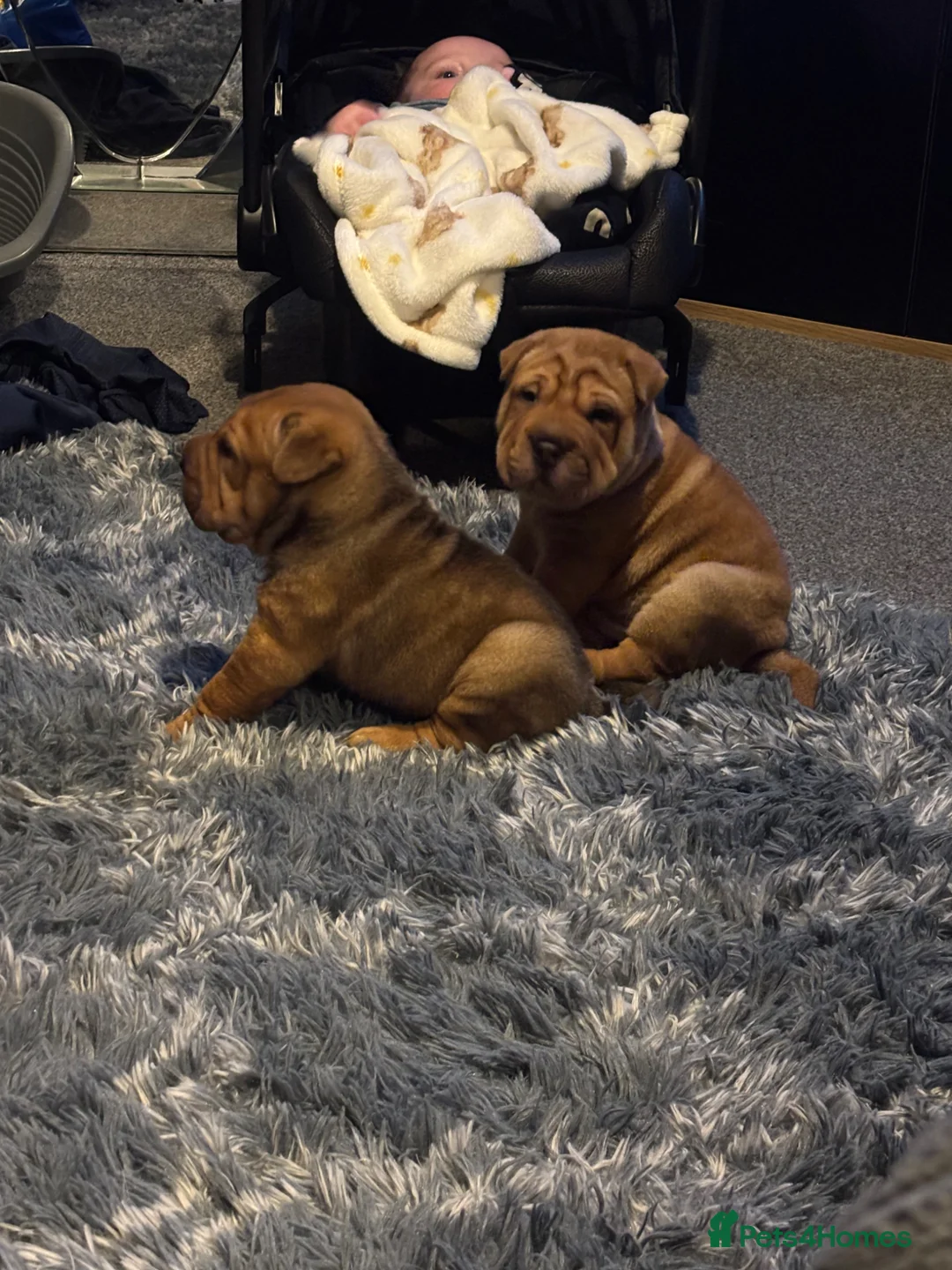 Shar Pei dogs for sale: 9 weeks old Shar pei male in Wednesbury - Advert 1