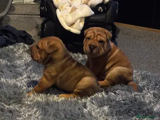 Shar Pei dogs 9 weeks old Shar pei male - Advert 5