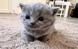 British Shorthair cats for sale: Blue British shorthair  - Image 26