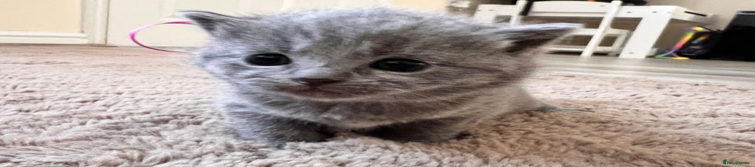 British Shorthair Kitten 6 pink