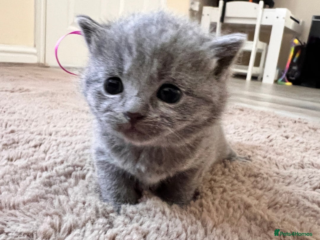 British Shorthair cats for sale: Blue British shorthair  - Image 26