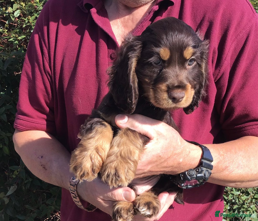 Cocker Spaniel dogs for sale: Whitchurch, Shropshire. Cocker Spaniel Puppies - Image 10