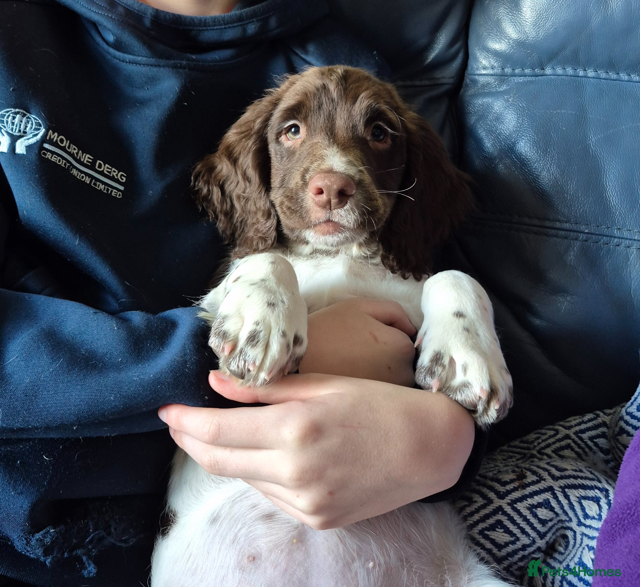 English Springer Spaniel dogs  LAST 2 BEAUTIFUL ENGLISH SPRINGER SPANIEL KC PUPS - Advert 4