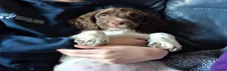 English Springer Spaniel dogs for sale: Northern Irish BEAUTIFUL SPRINGER SPANIEL PUP - Advert 16