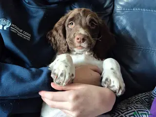 English Springer Spaniel dogs LAST 2 BEAUTIFUL ENGLISH SPRINGER SPANIEL KC PUPS - Advert 4