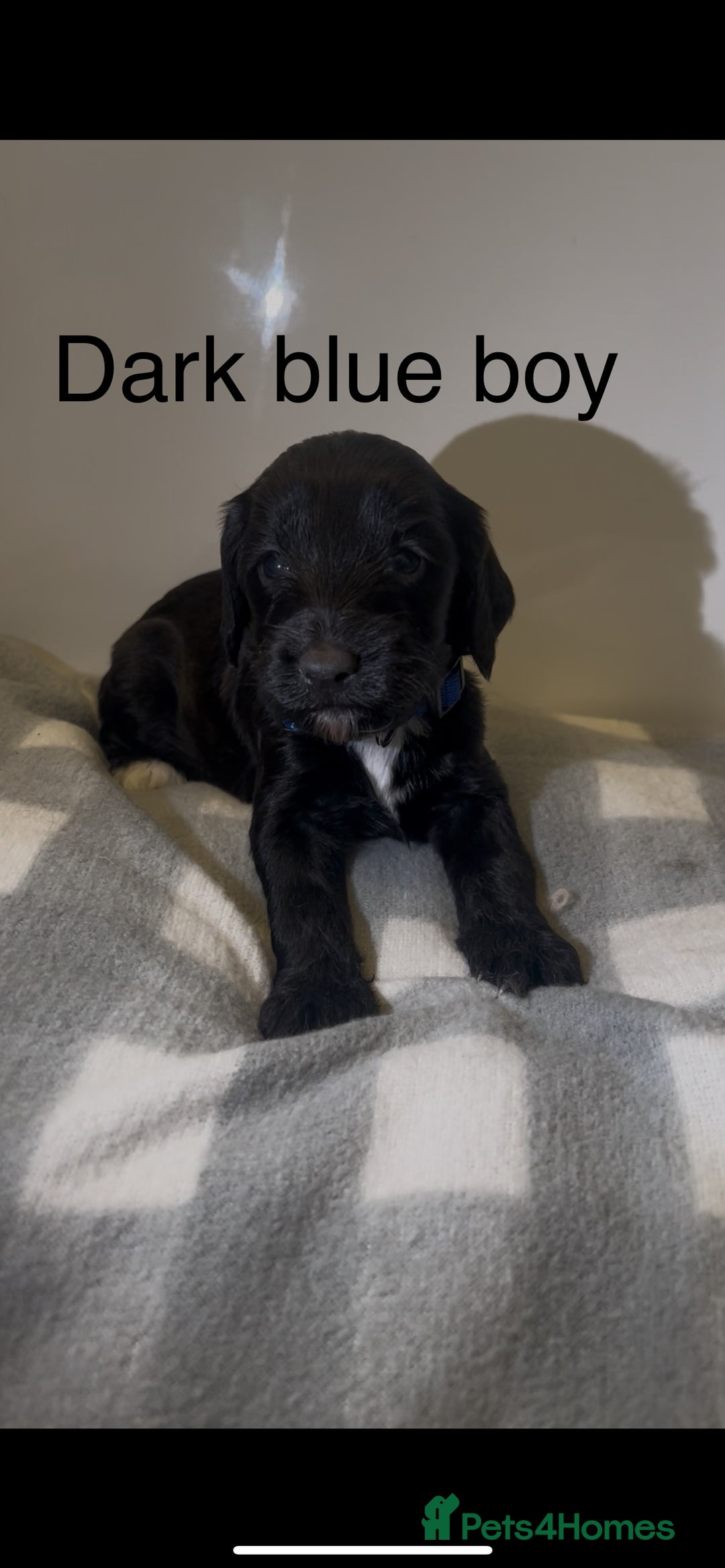 Cockapoo dogs for sale: Cockapoo puppies - Image 25