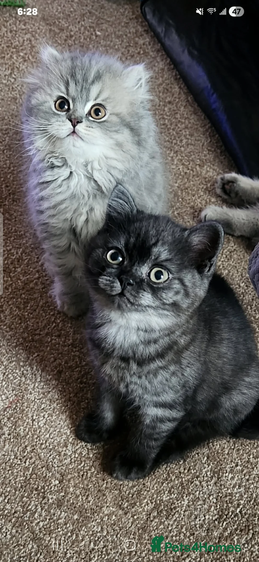 British Shorthair cats for sale: Beautiful bsh kittens looking for forever homes  - Advert 7