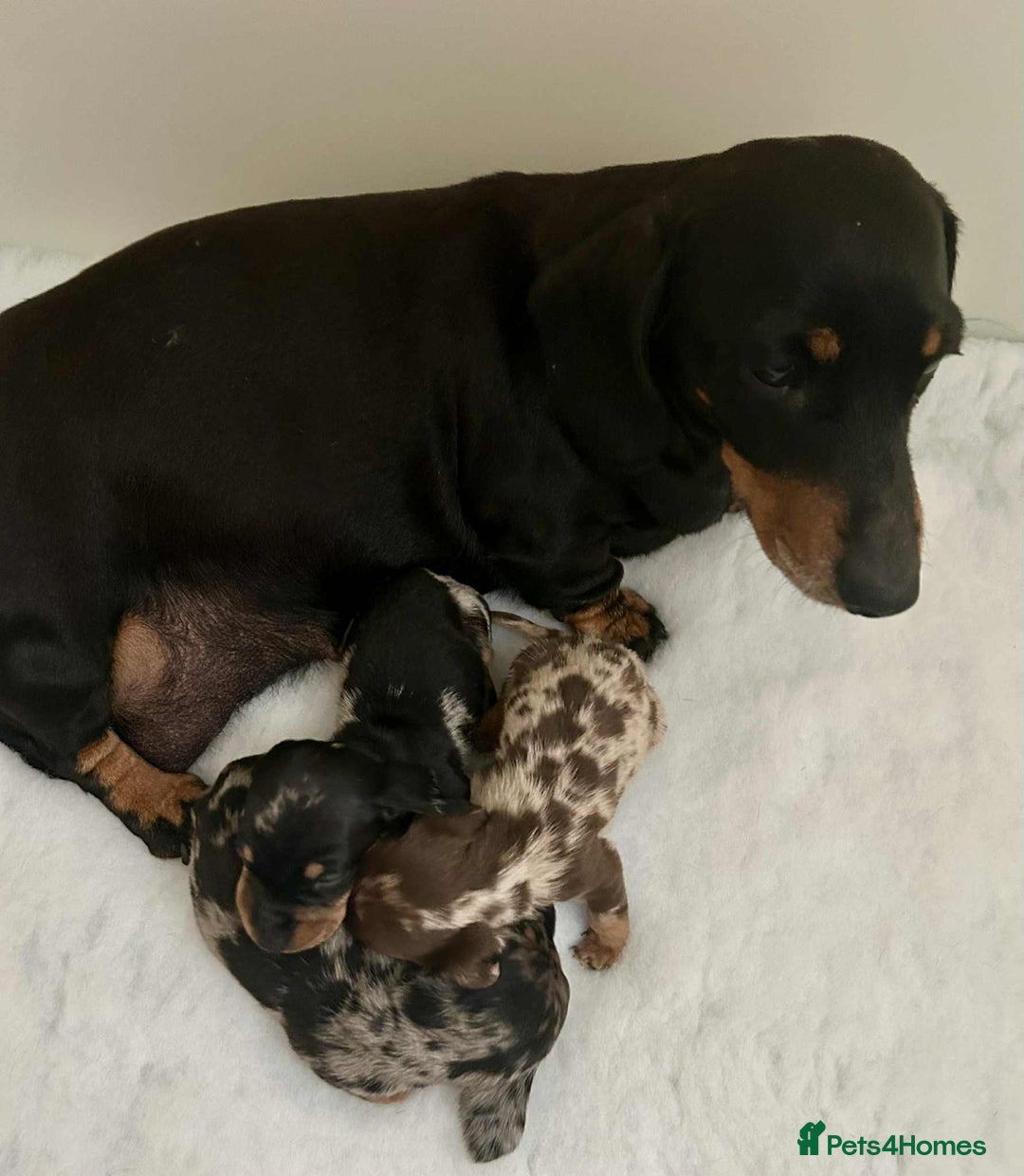 Miniature Dachshund dogs for sale: Absolutely stunning miniature KC reg Dachshund’s  - Advert 11