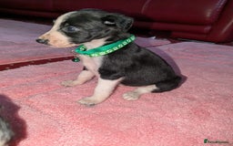Mixed Breed dogs for sale: Saluki whippets  - Image 17