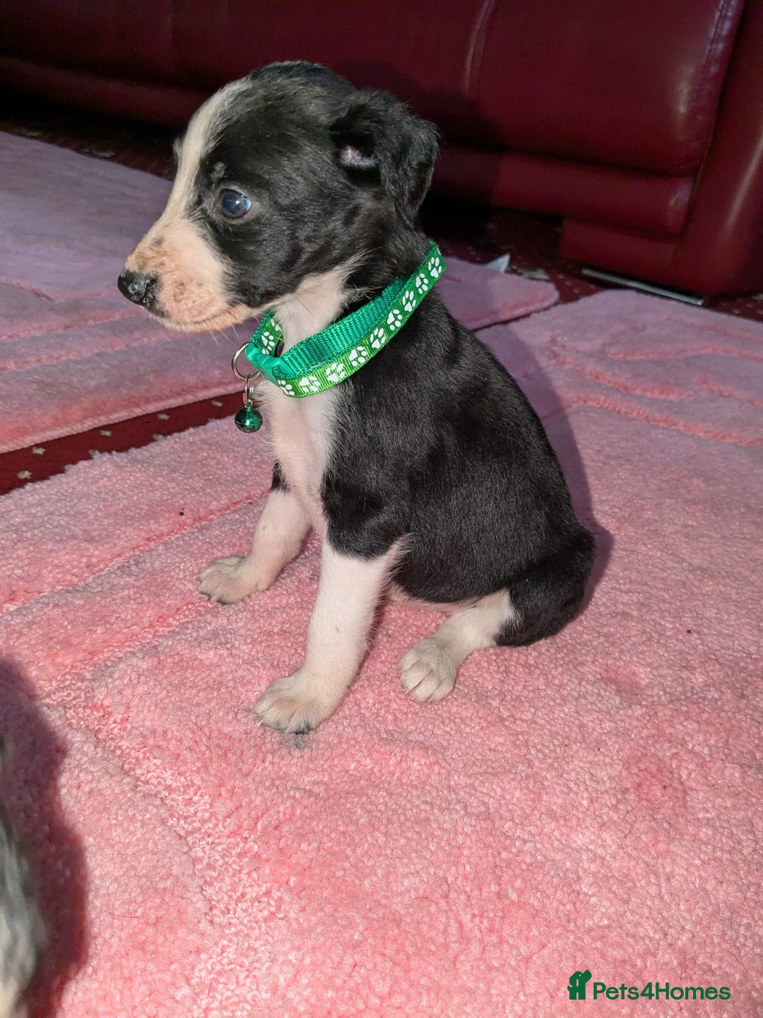 Mixed Breed dogs for sale: Saluki whippets  - Image 17