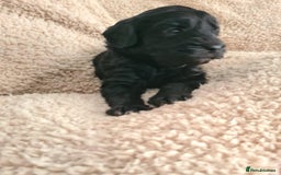 Labradoodle dogs for sale: Rare Roan Ebony Tiny/Mini Labradoodlese Puppies  - Image 23