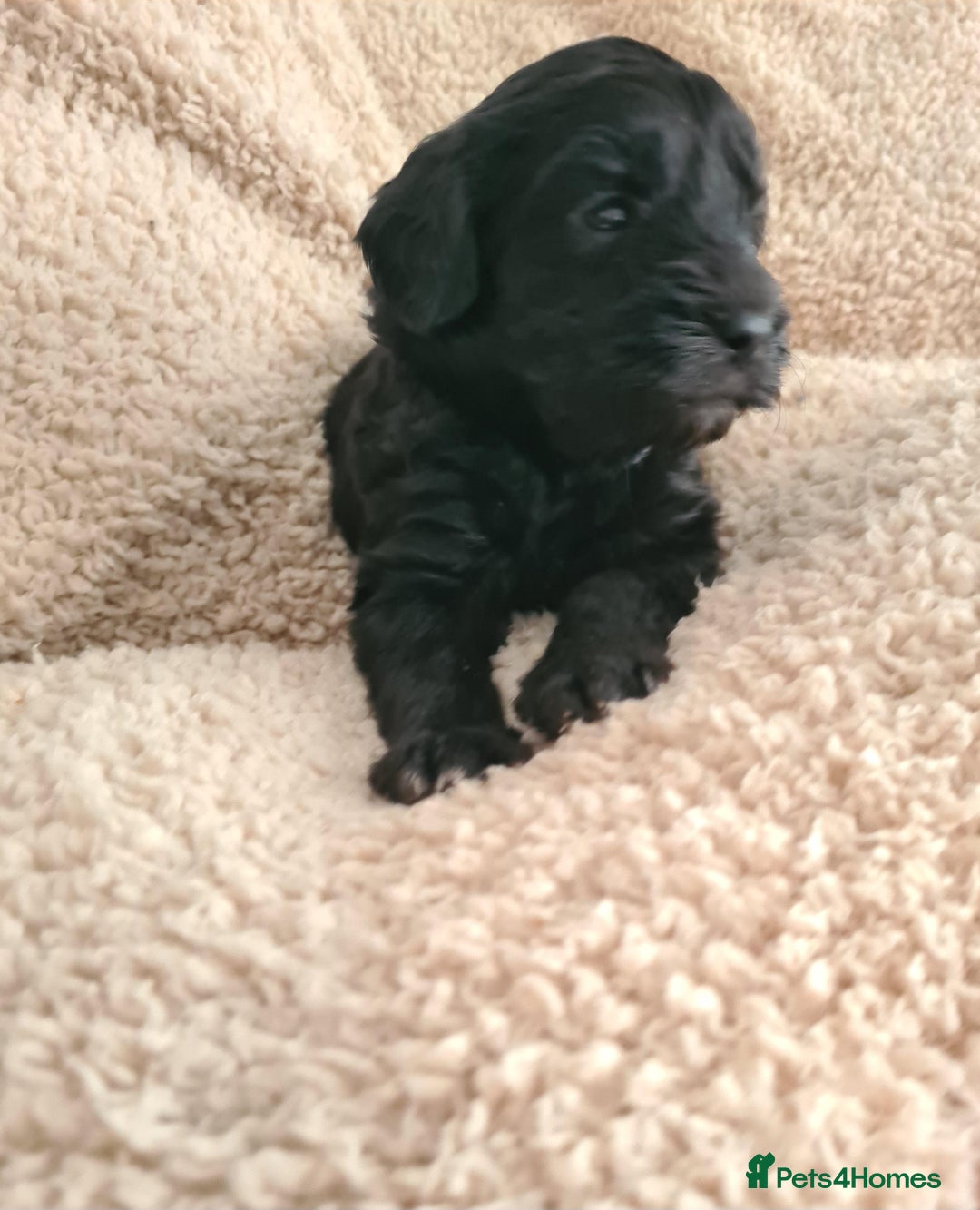 Labradoodle dogs for sale: Rare Roan Ebony Tiny/Mini Labradoodlese Puppies  - Image 23