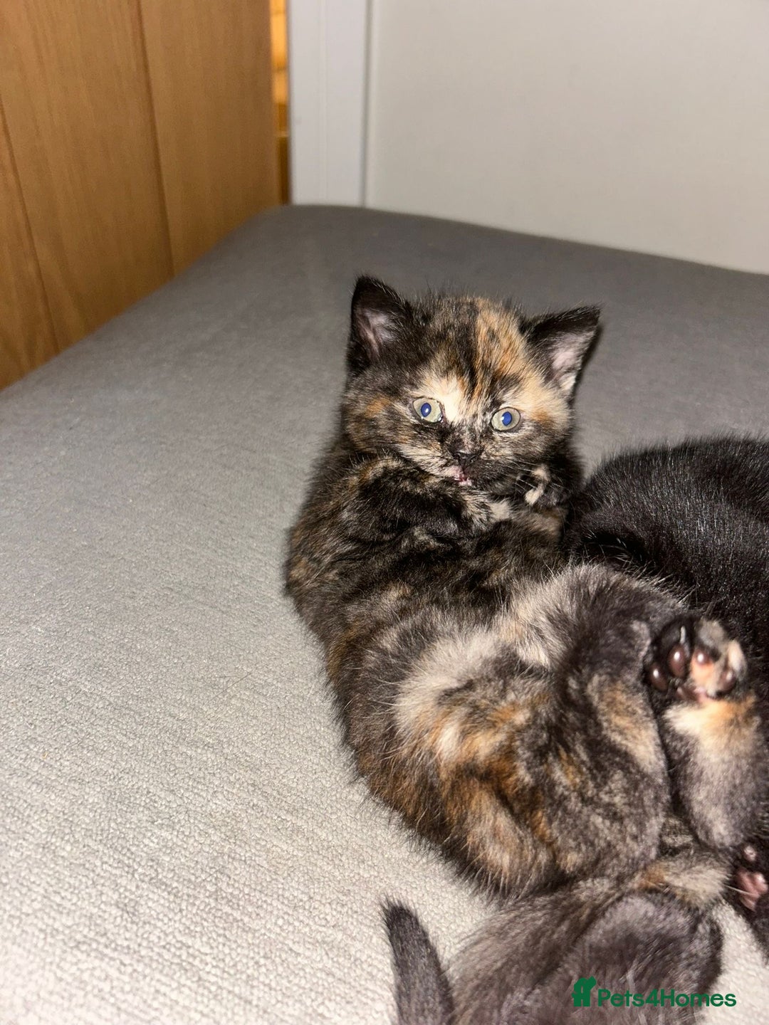 Mixed Breed cats for sale: 3 beautiful kittens  - Image 8
