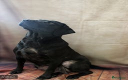 Labrador Retriever dogs for sale: 2boys / 4 girls  READY TODAY FOR FOREVER HOMES - Image 38