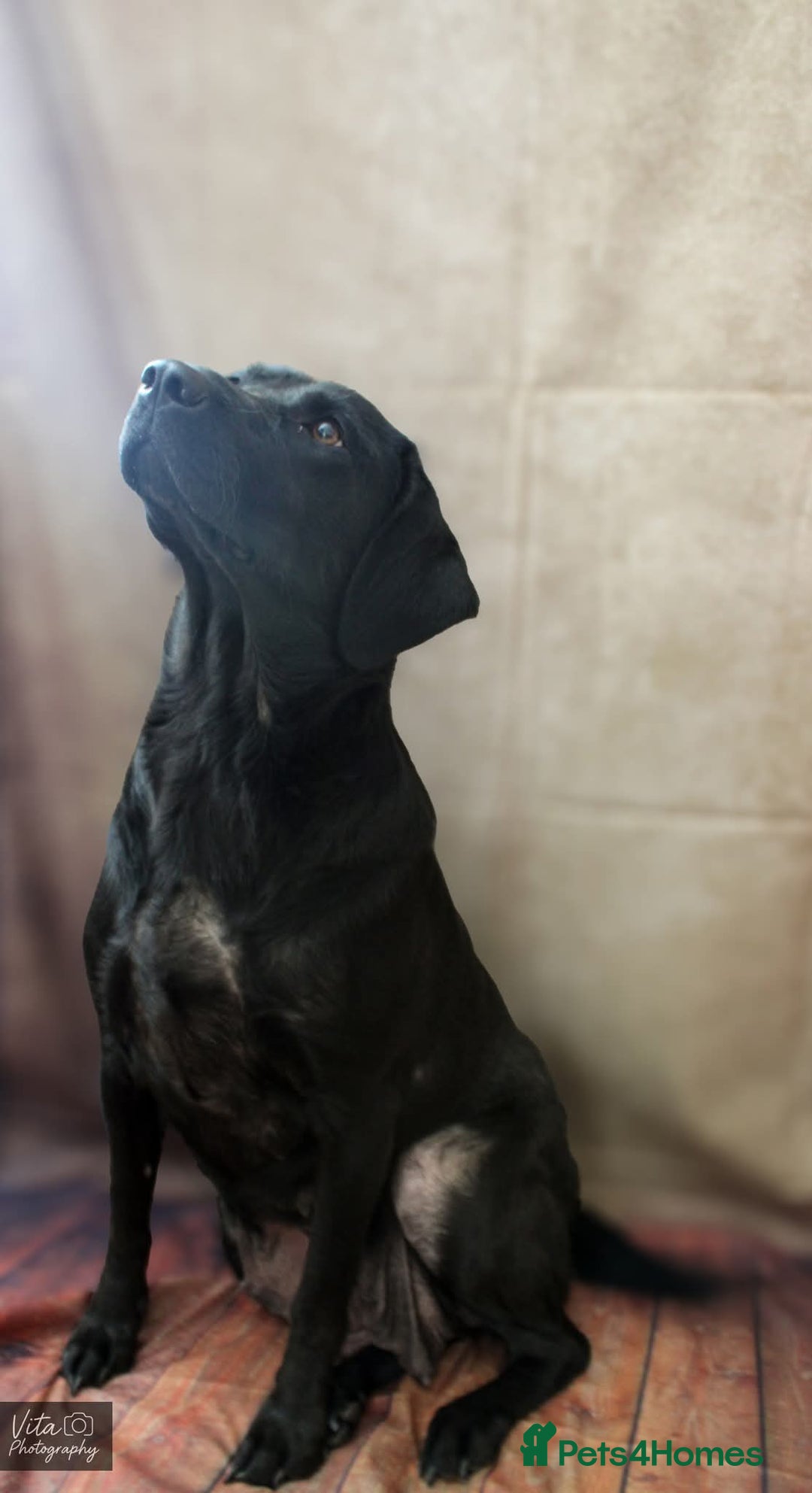 Labrador Retriever dogs for sale: 2boys / 4 girls  READY TODAY FOR FOREVER HOMES - Image 38