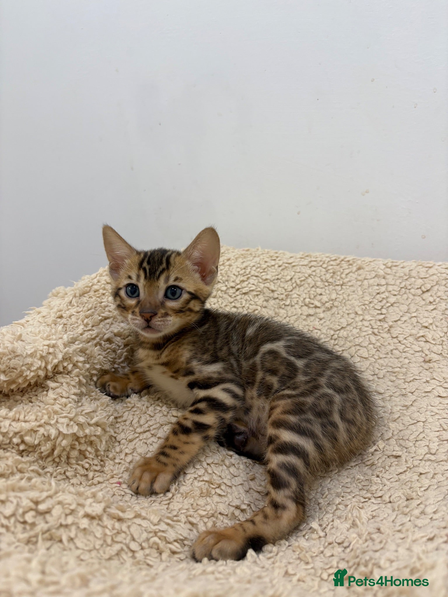 Bengal cats TICA reg Outstanding Bengal Kittens  - Advert 1
