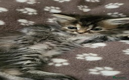 Siberian cats for sale: 9 beautiful Siberian kittens  - Image 2