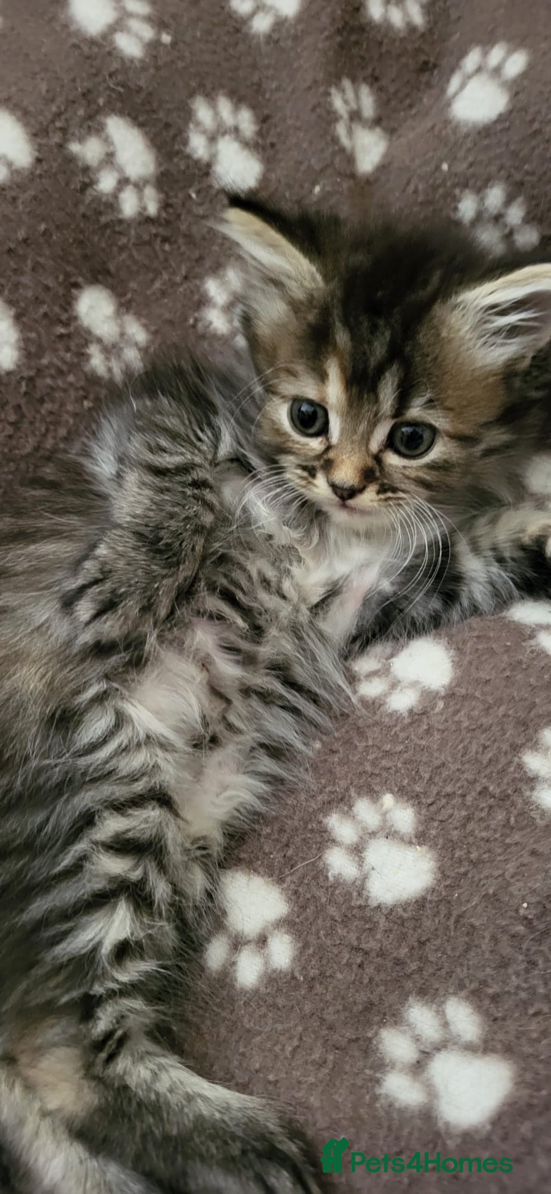 Siberian cats for sale: 9 beautiful Siberian kittens  - Image 2