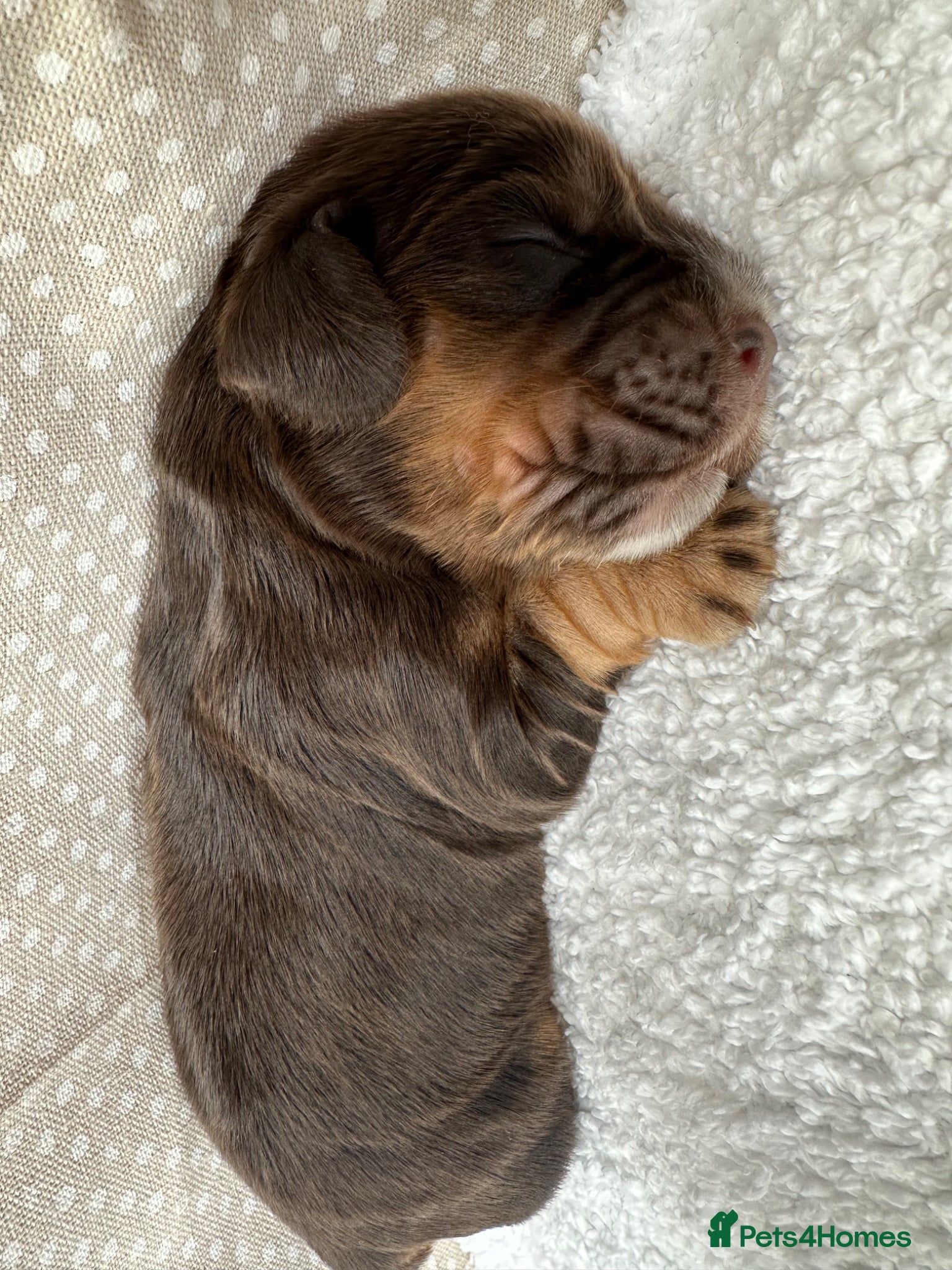 Cocker Spaniel dogs Beautiful 5 Chocolate and Tan cocker spaniels  - Advert 10