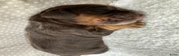 Cocker Spaniel dogs for sale: Beautiful 5 Chocolate and Tan cocker spaniels  - Advert 1