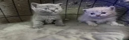 British Shorthair cats for sale: Kitens will be ready for 17 June  - Advert 10