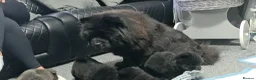Chow Chow dogs for sale: Kc registered violet chow chows  - Advert 14