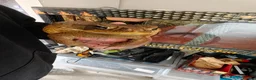 Toad reptiles for sale: Giant Suriname Marine Toad with Set Up - Advert 6
