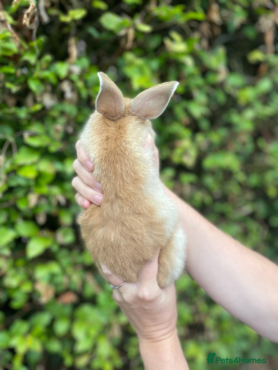 Mini Lop rabbits for sale: Pure Bred Mini Lop Bunnies  - Image 3