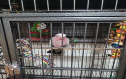 Cockatoo birds for sale: Baby Hand Reared Galah Cockatoo - Image 1