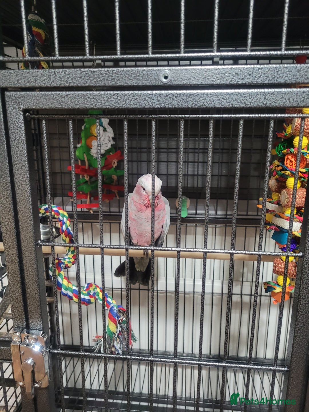 Cockatoo birds for sale: Baby Hand Reared Galah Cockatoo - Image 1