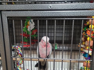 Cockatoo birds - Advert 2