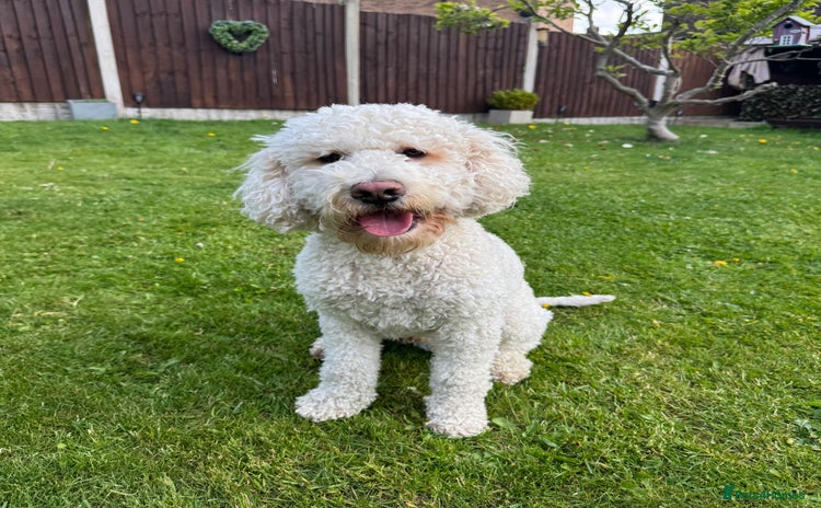 Cockapoo dogs - Advert 2