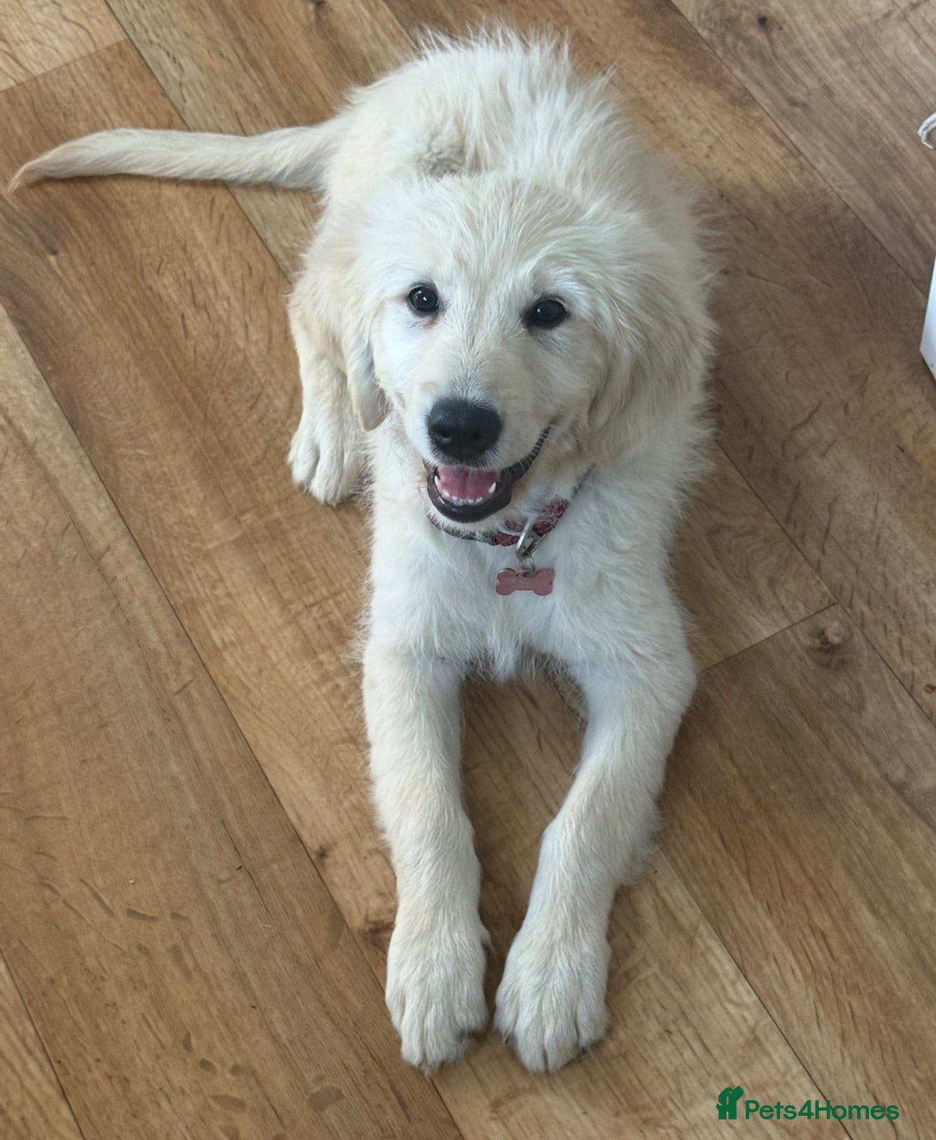 Golden Retriever dogs Lola – 6-Month-Old Golden Retriever 🐾💛 - Advert 1