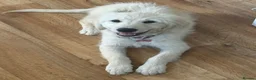 Golden Retriever dogs for sale: Lola – 6-Month-Old Golden Retriever 🐾💛 - Advert 1